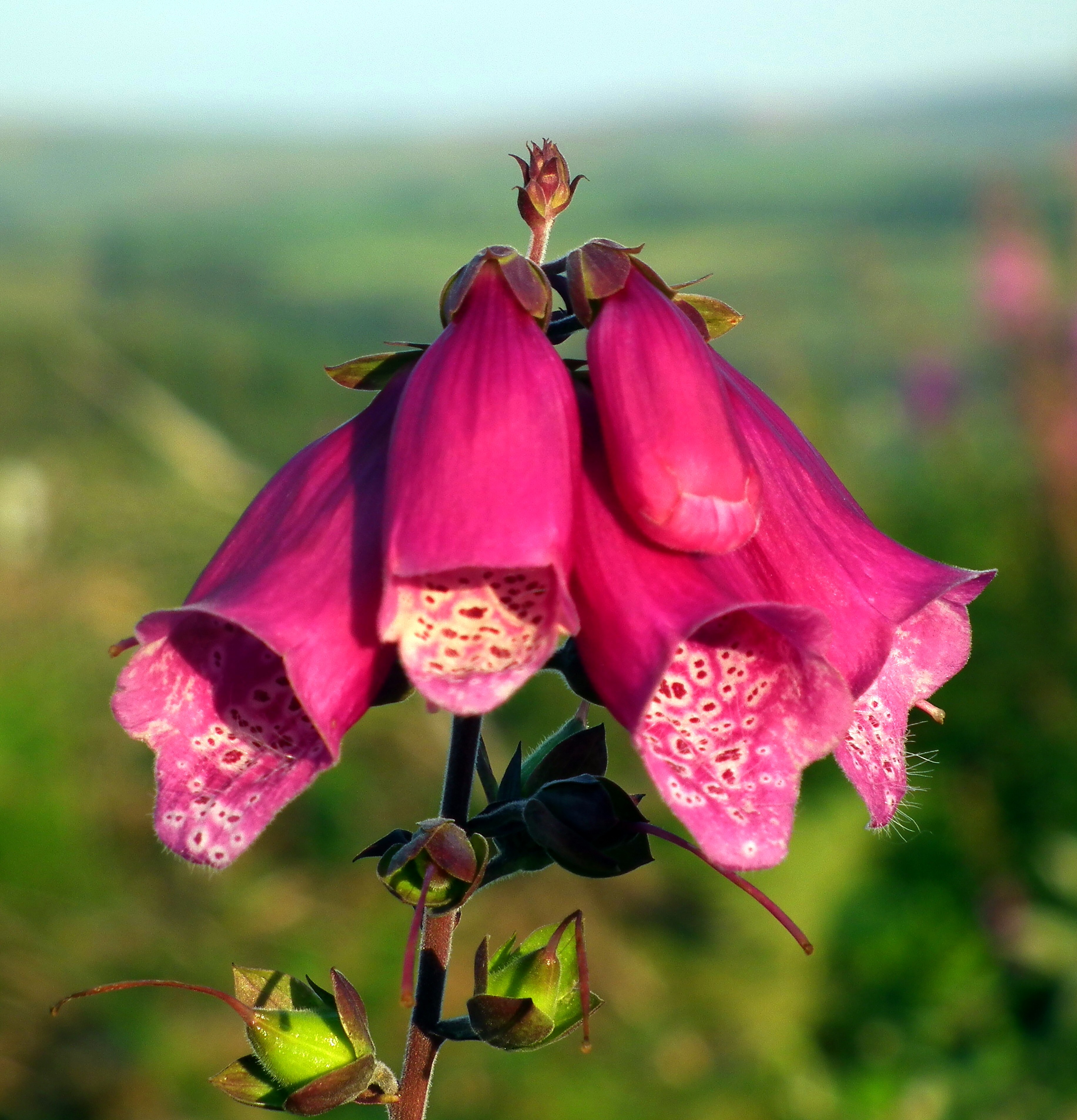 FOXGLOVE Bill Bagley Photography